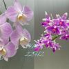 Phalaenopsis sanderiana x modesta