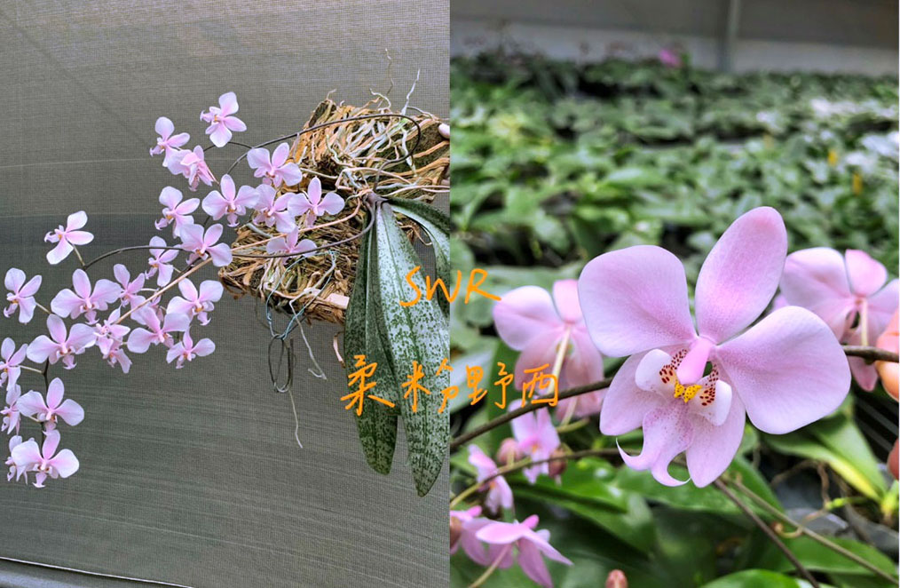 Phalaenopsis schilleriana 'Wild Pink' x sib