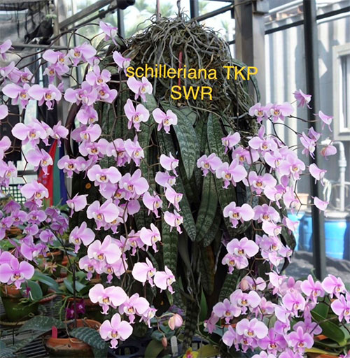 Phalaenopsis schilleriana 'TKP' x sib