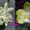 Phalaenopsis Tzu Chiang Fairy 'Green Spots' x Tzu Chiang Tetralitz 'Flava'