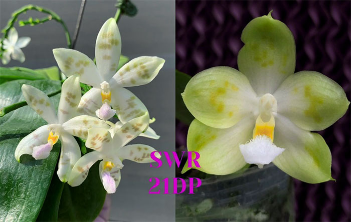 Phalaenopsis Tzu Chiang Fairy 'Green Spots' x Tzu Chiang Tetralitz 'Flava'