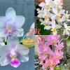 Phalaenopsis SWR Snowflake x equestris 'alba'