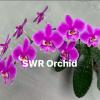 Phalaenopsis schilleriana 'Red Chilli' (MC)