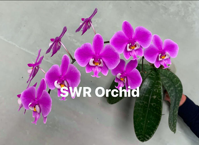Phalaenopsis schilleriana 'Red Chilli' (MC)