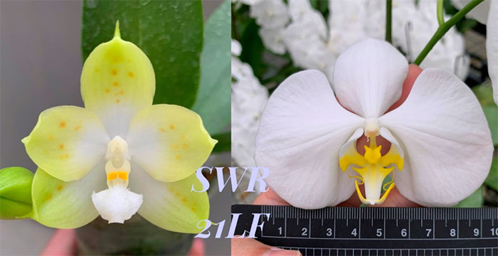 Phalaenopsis Tzu Chiang Tetralitz 'Flava' x amabilis (Sabah) f flava