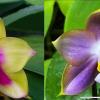 Phalaenopsis Mituo Prince 'Rainbow' x Mituo Reflex Dragon 'Blue -2'