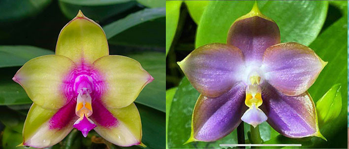Phalaenopsis Mituo Prince 'Rainbow' x Mituo Reflex Dragon 'Blue -2'