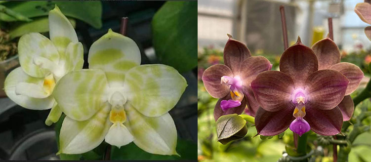 Phalaenopsis Mituo Golden Tiger 'Green Tiger' x Mituo 24 Solar Terms 'Black Angel'