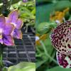 Phalaenopsis Mituo Reflex Dragon 'Blue Ring' x Mituo Sunrise 'Angel Rose'