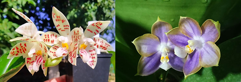 Phalaenopsis zebrina 'Palawan' x Mituo Reflex Dragon 'Blue -2'