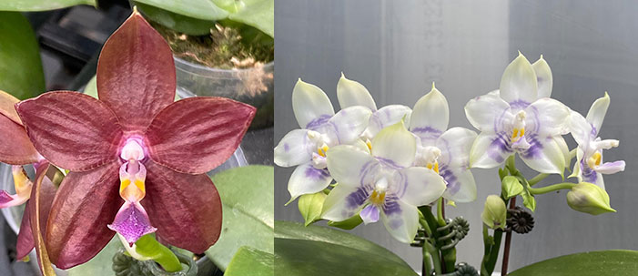 Phalaenopsis Mituo Special Princess x Mituo Purple Dragon 'Phalanx'