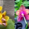 Phalaenopsis Mituo Gelb Eagle 'Y-2' x Mituo Love 'Rainbow-520'