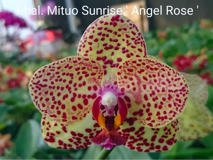 Phalaenopsis Mituo Sunrise 'Angel Rose'