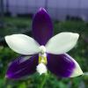 Phalaenopsis Lioulin Blue Jenny