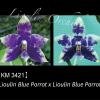 Phalaenopsis Lioulin Blue Parrot x Lioulin Blue Parrot (3421)