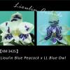 Phalaenopsis Lioulin Blue Peacock x LL Blue Owl (3425)