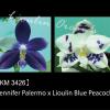 Phalaenopsis Jennifer Palermo x Lioulin Blue Peacock (3426)