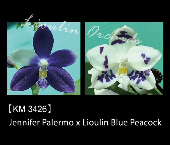 Phalaenopsis Jennifer Palermo x Lioulin Blue Peacock (3426)