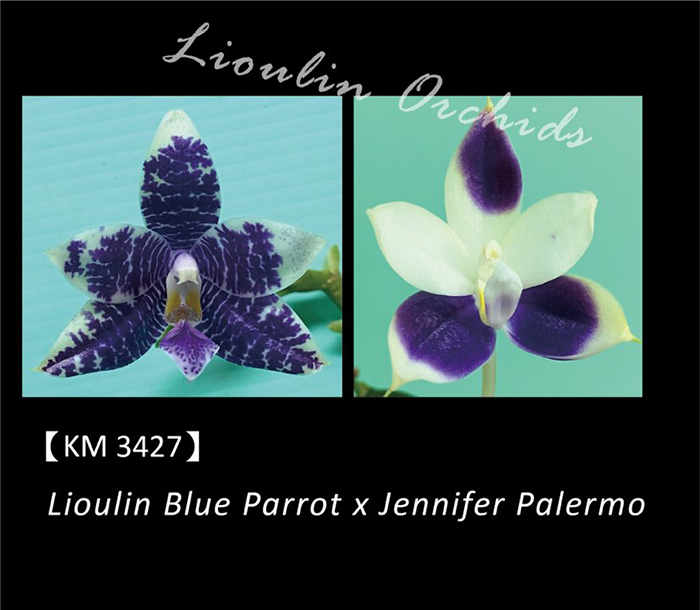 Phalaenopsis Lioulin Blue Parrot x Jennifer Palermo (3427)