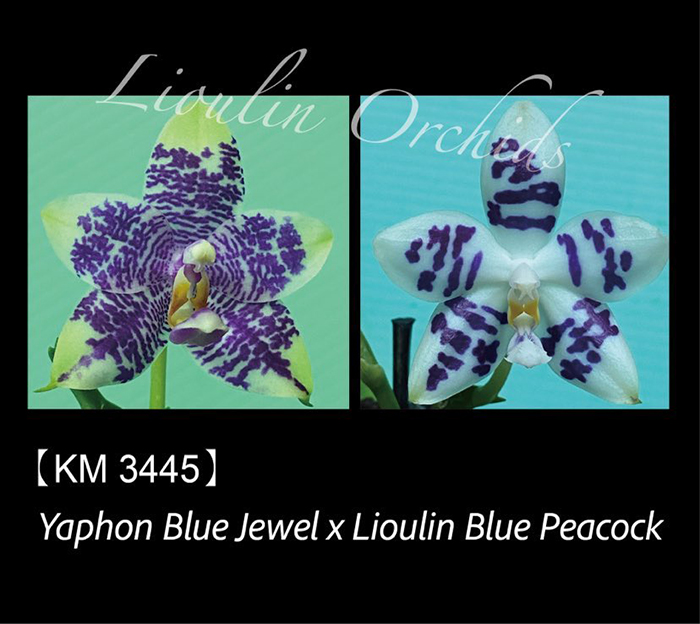 Phalaenopsis Yaphon Blue Jewel x Lioulin Blue Peacock (3445)