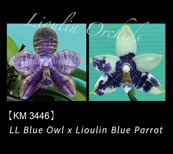 Phalaenopsis LL Blue Owl x Lioulin Blue Parrot (3446)