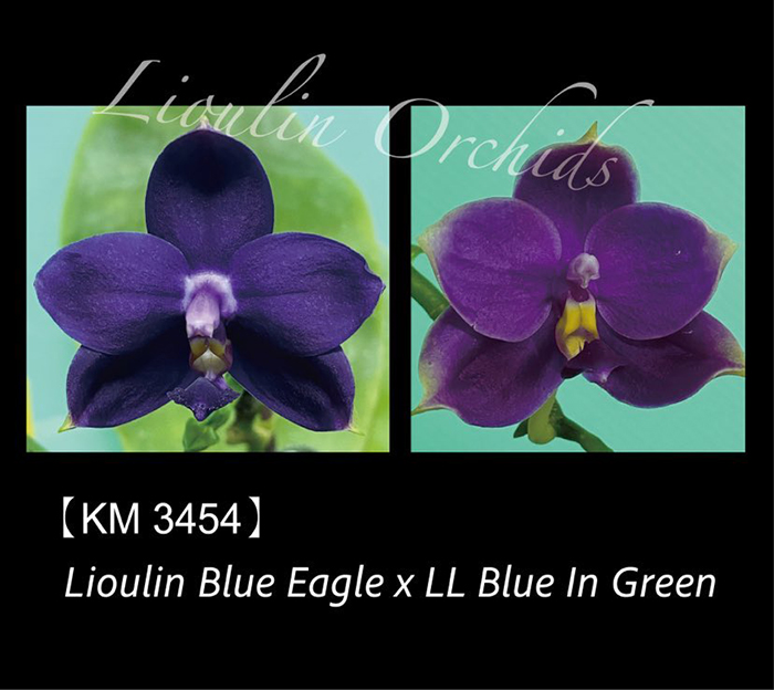 Phalaenopsis Lioulin Blue Eagle x LL Blue In Green (3454)