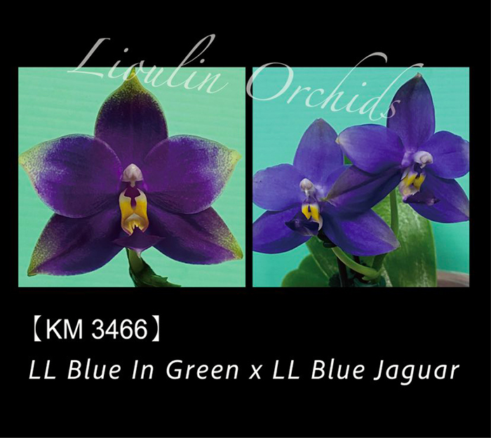 Phalaenopsis LL Blue In Green x LL Blue Jaguar (3466)