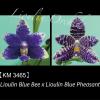 Phalaenopsis Lioulin Blue Bee x Lioulin Blue Pheasant (3465) (3418)