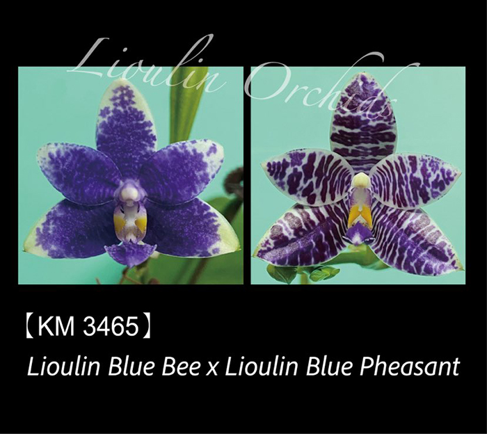 Phalaenopsis Lioulin Blue Bee x Lioulin Blue Pheasant (3465) (3418)