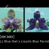 Phalaenopsis LL Blue Owl x Lioulin Blue Parrot (3463)