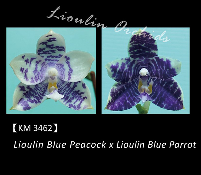 Phalaenopsis Lioulin Blue Peacock x Lioulin Blue Parrot (3462)