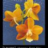 Phalaenopsis Happy Fan Sir x Tying Shin Golden Eagle (LM280)