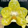 Phalaenopsis YangYang Super Model 'Yellow Baby'