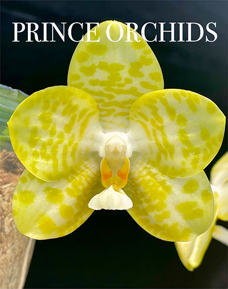 Phalaenopsis YangYang Super Model 'Yellow Baby'