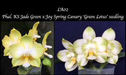 Phalaenopsis Joy Lotus Jade seedling