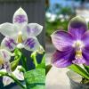 Phalaenopsis (YangYang Blue Surprise x YangYang Ever Blue)