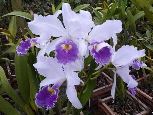 Cattleya warscewiczii coerulea