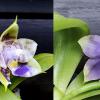 Phalaenopsis (Mituo Reflex Dragon x LD Purple 3S) #4 x (LD Purple 3S x Mituo Reflex Dragon 'BIue-1') #1