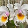 Cattleya schroederae amesiana