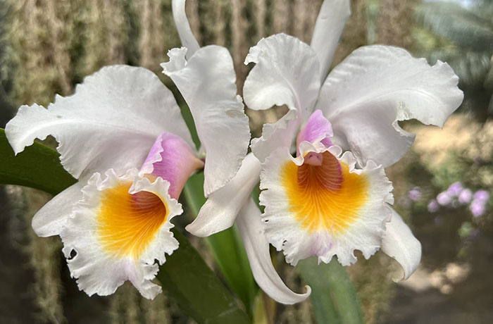 Cattleya schroederae amesiana