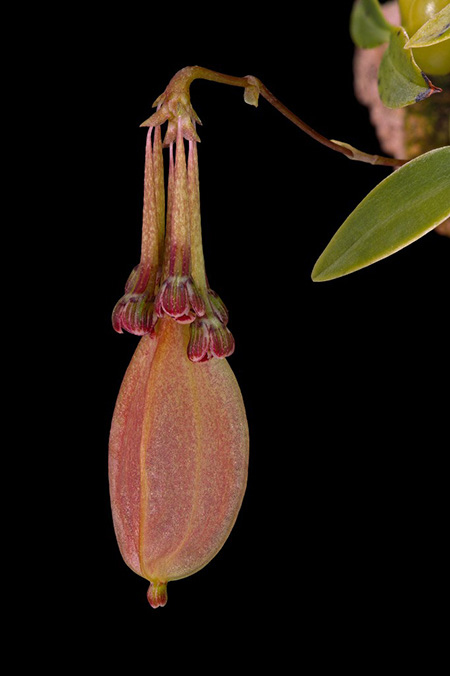 Bulbophyllum physometrum