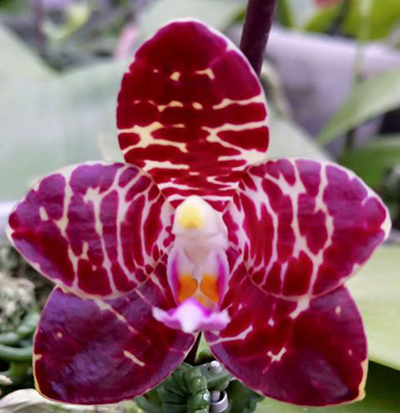 Phalaenopsis YangYang Gigan Cherry
