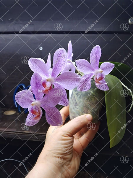 Phalaenopsis gigantea x sanderiana