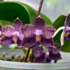 Phalaenopsis Mituo Purple Dragon 'Meteoric Iron'