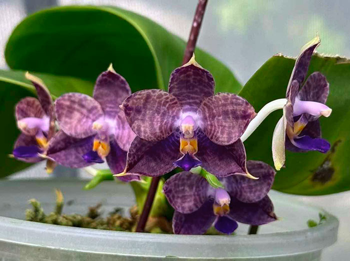 Phalaenopsis Mituo Purple Dragon 'Meteoric Iron'