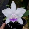 Cattleya intermedia coerulea '1099 #1' x intermedia coerulea '1332 #1'