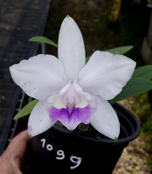 Cattleya intermedia coerulea '1099 #1' x intermedia coerulea '1332 #1'