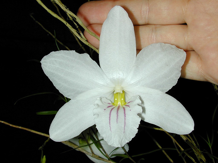 Dendrobium papilio Large Form