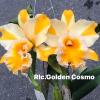 Rhyncholaeliocattleya Golden Cosmo
