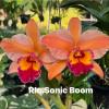 Rhyncholaeliocattleya Sonic Boom